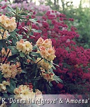 Rhododendrons 'Hargrove' and 'Amoena'